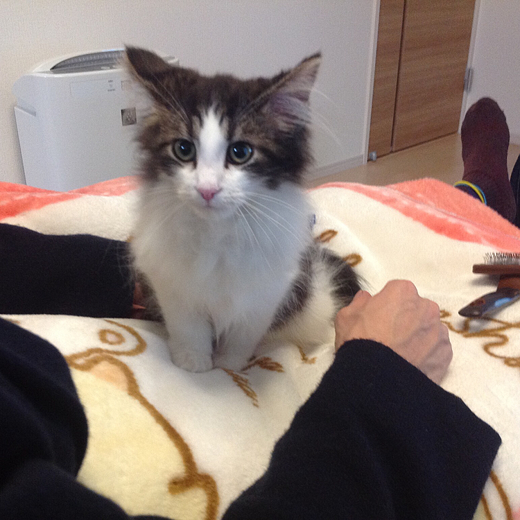 ※名前:ステラ♂　あだ名:スーさん
生後4ヶ月のノルウェージャン🐈（長毛で気持ちイイ✨）

この子は毛が長く細く、フワフワなので私の猫アレルギーが発動してしまう😭💦💦
でもカワイイから抱っこはやめられない💕