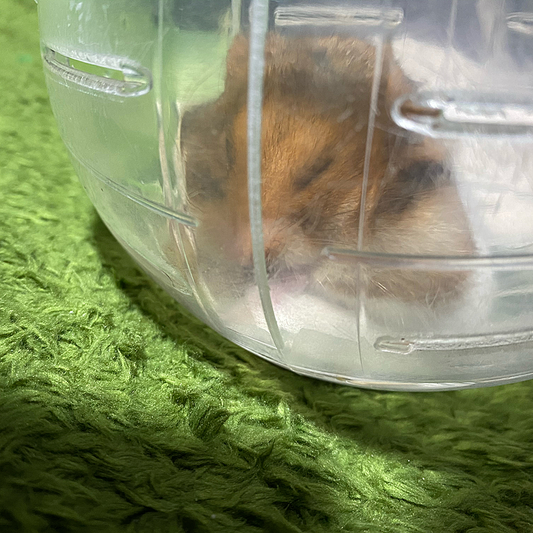 おにぎり