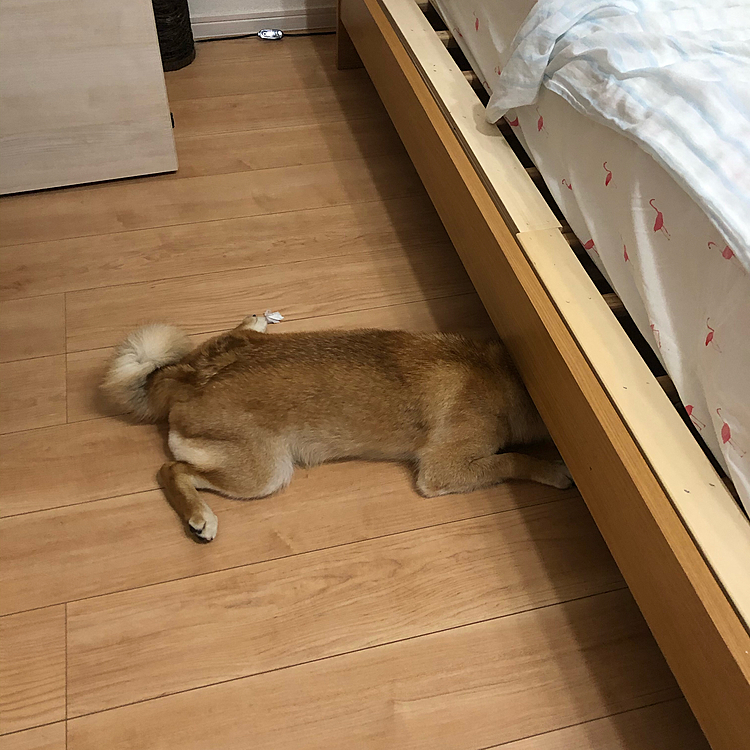 ベッドの下に好きなボール⚽️が落ちてそれをとろーとしてるんだが、もう大きくなったからもうベッドの下に入れないペルシア😆