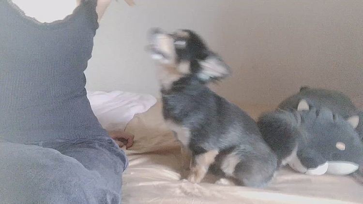 ナデナデして！って要求がすごい😹💦
鼻で押してきたり、
手をチョイチョイってしてきたり🐾

