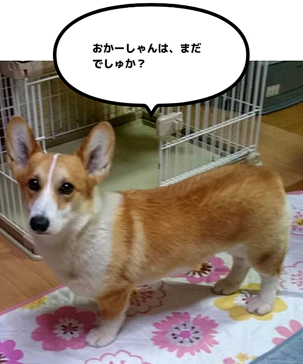 おとーさんとお留守番中😃
もうすぐ、おかーさん来るよ😃の言葉に立ち止まる😃