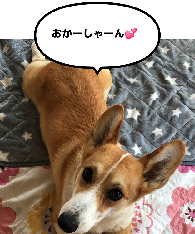帰宅後はこんな感じでガン見されました😃