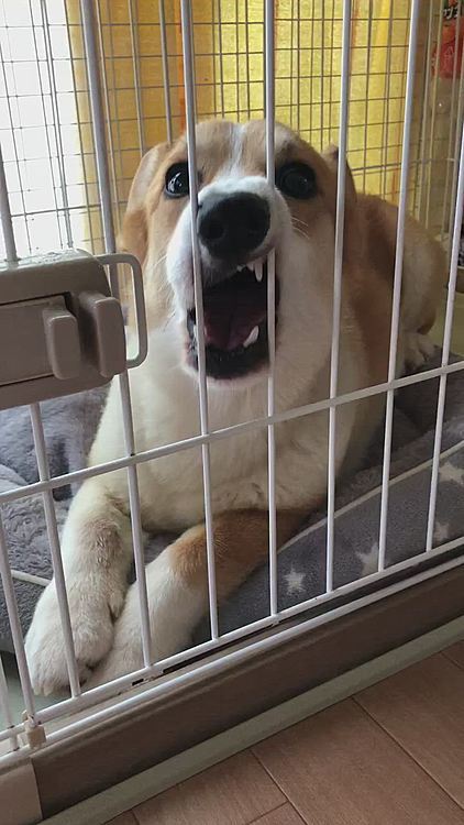 出して欲しくて、歌を歌い始めたまあるでした🤣🤣🤣笑笑