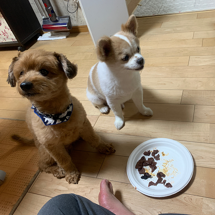 お肉にがっつきすぎて待て！かかってかたまってる二人