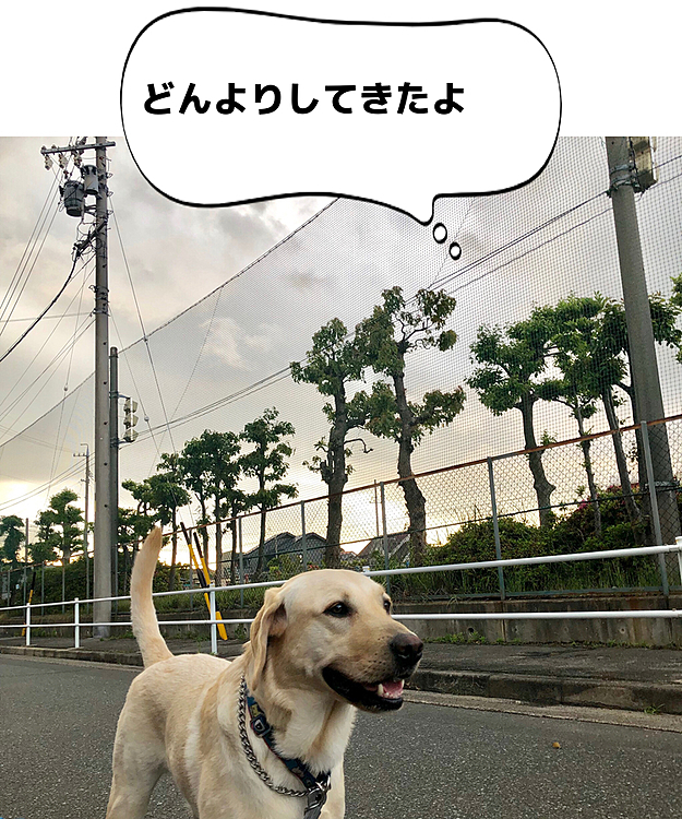 夕散歩は、自粛生活の影響で運動不足のお姉ちゃんと一緒です❣️🐶🐶🐶🎶
でも、少ししたら雲行きが怪しくなって来ました☁️
この写真を撮った途端、ポタポタと雨が…💧