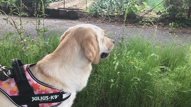 ザーッと降り出したので大慌て😵🐶🐶🐶😵💦
近くの街路樹の下まで 猛ダッシュ💨
暫く木の下で雨宿り🌳していると…
そんな様子を見てたのか、すぐ側の美容院の店長さんが駆け寄って、大きな傘を差し出してくださいました☂️ 
とっても有り難かったのですが…
すぐに止みそうだったのと、🐶🐶🐶この子たちを連れての傘は危なっかしいので、丁重にお断りさせていただきました🙏
神対応の店長さん、ステキでした✨👱🏻‍♂️✨