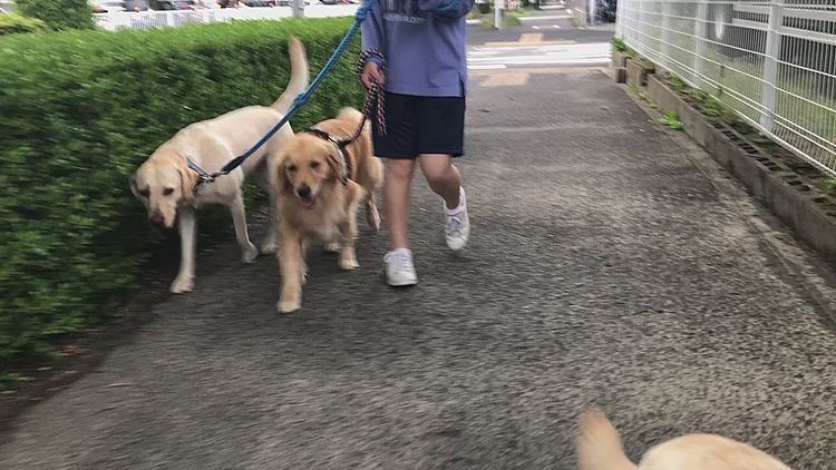 雨が落ち着いたら、足早にお散歩再開です🐾
いつもと調子が狂っちゃったのか、なかなか💩できないアリスとカレン🐶🐶💦
一旦、お家で休憩してから出直した女子でした😅