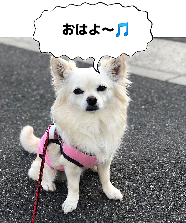 おはようございます😄🐶
今朝は晴れてて爽やかですね☀️
小雪は元気いっぱいお散歩してきましたよ🎵🐶