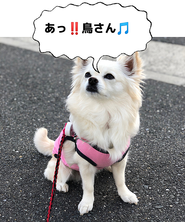 いつもカメラ目線📸はバッチリやけど
もちろん、そっぽ向いたりしまくりです🤣
鳥さんが気になったりね🐶