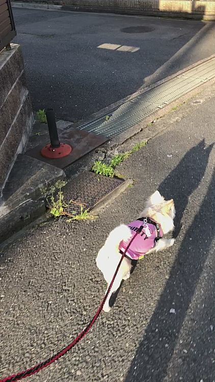 今朝はしっかり歩いてます🐾👣
昨日のノロノロとは大違いです🤣