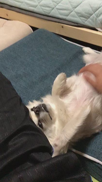 昨日、帰宅して着替えて、落ち着いて座ったらコレ‼️
お出迎えの舞いはしてくれないけど
『撫で撫でしてもいいで🐶』って上から目線です🤣