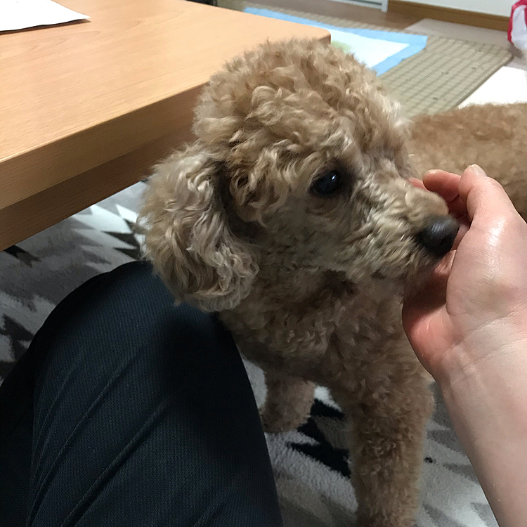 母ちゃんの手をクンクンしてペロンとして膝にダイブして顔をペロペロしていつもの儀式が始まりました😆
