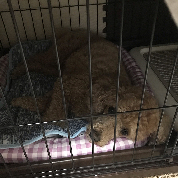 仕事行く前に、自らケージに入りお留守番スタイルになって、母ちゃんいってらっしゃい😴いつもこんな感じの朝です😊