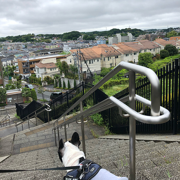 おはようございます☁️
今日はスッキリしない天気のまろ地方ですが、朝のお散歩行って来られました😀