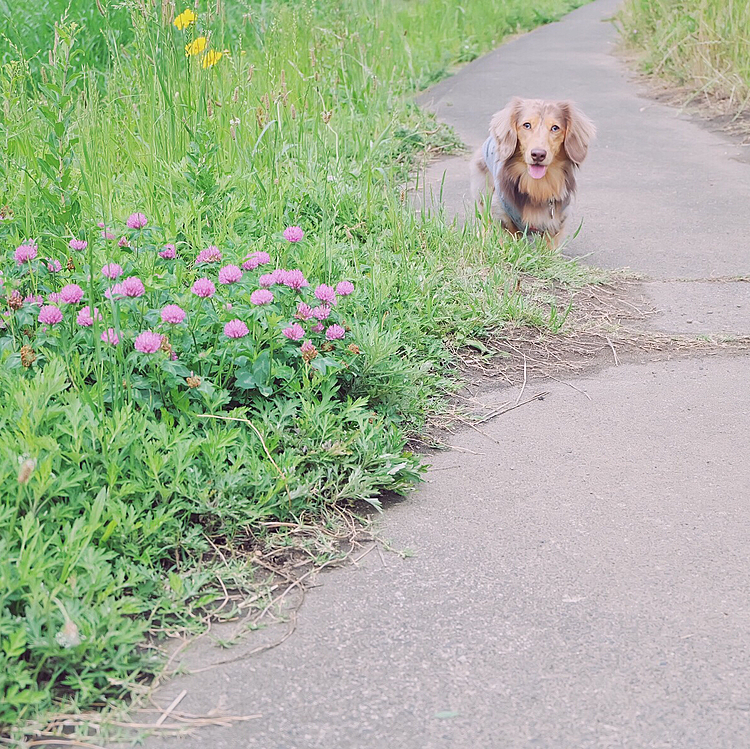 お散歩行けました😆
お花も咲いてました🌱🌼🌷