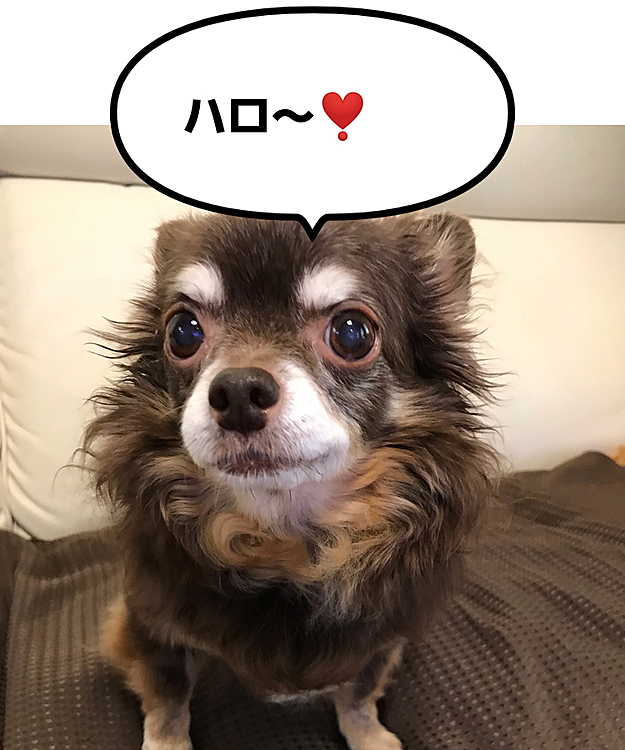 こんにちは😃
ルイ、元気です👍
1日に1度ソファーに乗せてもらってオヤツタイムを満喫してます❣️
