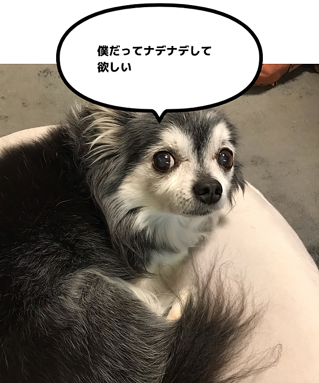 イジケ気味のマロ😂
