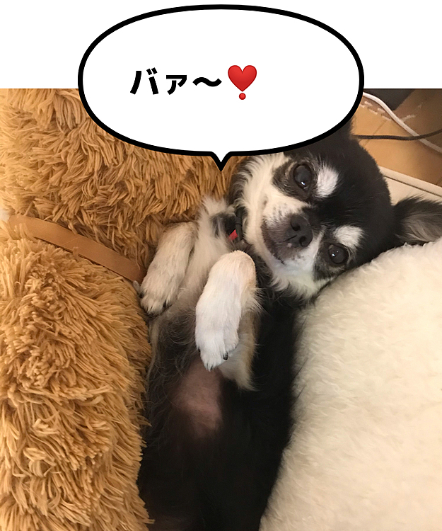 我関せずの末っ子❣️
ひなは、いつも自由だもんね〜🤣
