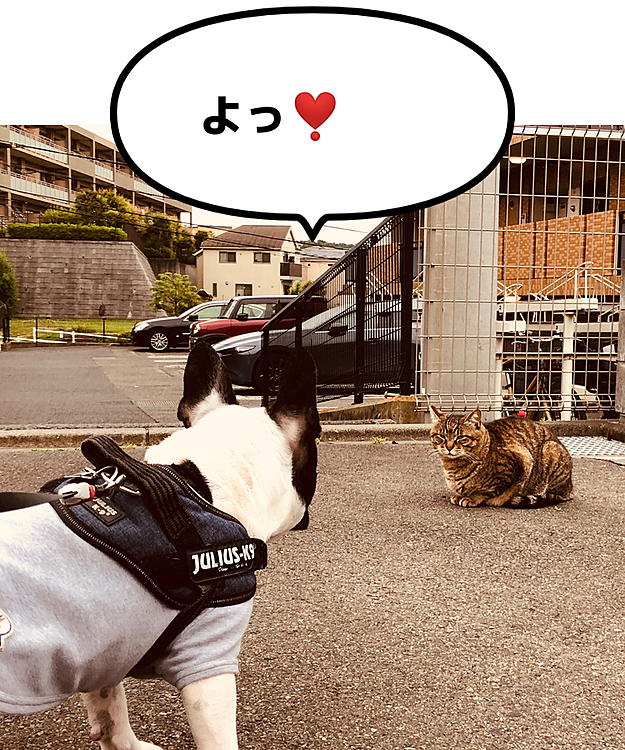 今にも降り出しそうでしたが、ショート散歩行って来ました😀
戻ってくるとお出迎えが❣️😁