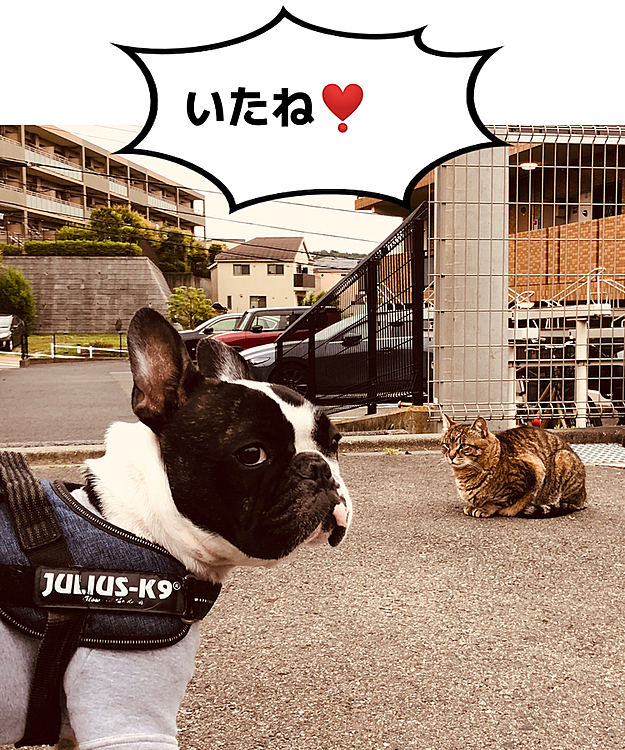 ワンちゃんにはソーシャルディスタンスとりまくりなのに、ニャンコには近づきたくて仕方がないまろです😆