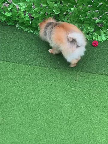 ルルちゃん、クンクンに余念がないねぇ🤣

