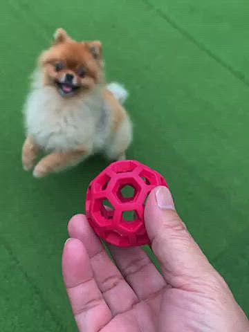 ルルちゃん、やっぱり自分のお家だって分かってるからか、ボールもちゃんと取りに行って持って走ってきます❣️

あとは、国から頂ける10万円でガーデンテーブル買おうと、密かに企んでるルルママです🤣