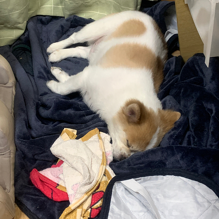 オヤジのタオル洗濯物から持ってきてそのまま寝てしまいました💤😅