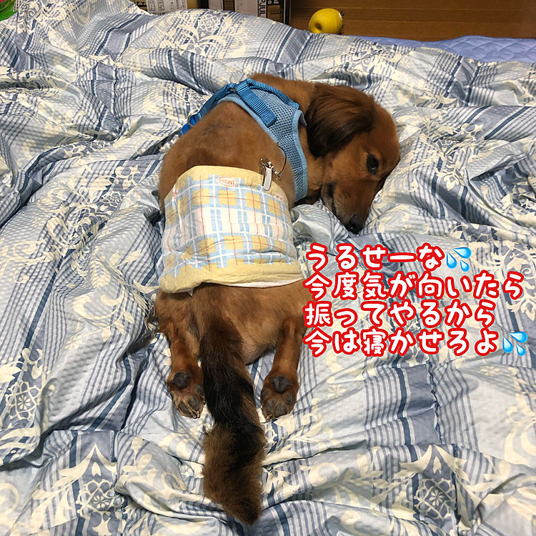 今さっき､ココ太郎がゆっくりだけど尻尾を振ってました😳
ヘルニアで下半身不随になってから初めて見ましたが…少しづつは足も動かせる様になってきている中でハッキリわかる回復だったので…正直泣きそうです😭😭😭
大丈夫❗️必ず回復して歩ける様になるからね💪ココ🐶まだまだ頑張るぞ👍٩( ˶˙ᴗˆ˶ )وｴｲｴｲｵｰ!