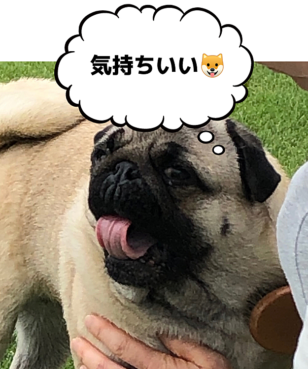 今日はママのブラッシング😊
優しくて気持ちいい🐶