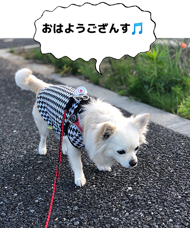 おはようございます😄
今朝は少し肌寒い気がします☀️
小雪、お控えなすって的な挨拶はどこで覚えたん❓🤣
お友達のショコラちゃんに会えたね💕
お友達のまるちゃん母さんにも会ったね💕
今月いっぱいでお引っ越しするんだって〜💦
まるちゃんはもう新居に行ったから、最近会えなかったんやね〜💦
淋しくなるね〜😭
でも、お庭のあるお家🏠で、まるちゃん元気にしてるらしいよ😊