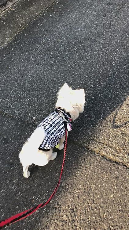 今朝もちょっぴり小走り🐾👣
そんな慌てなくても〜😂