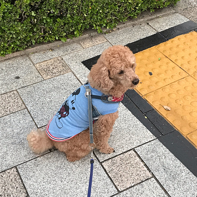 5/21
散歩中のお座りで信号待ちするアラシ😃今日はお利口に一回でできました😄