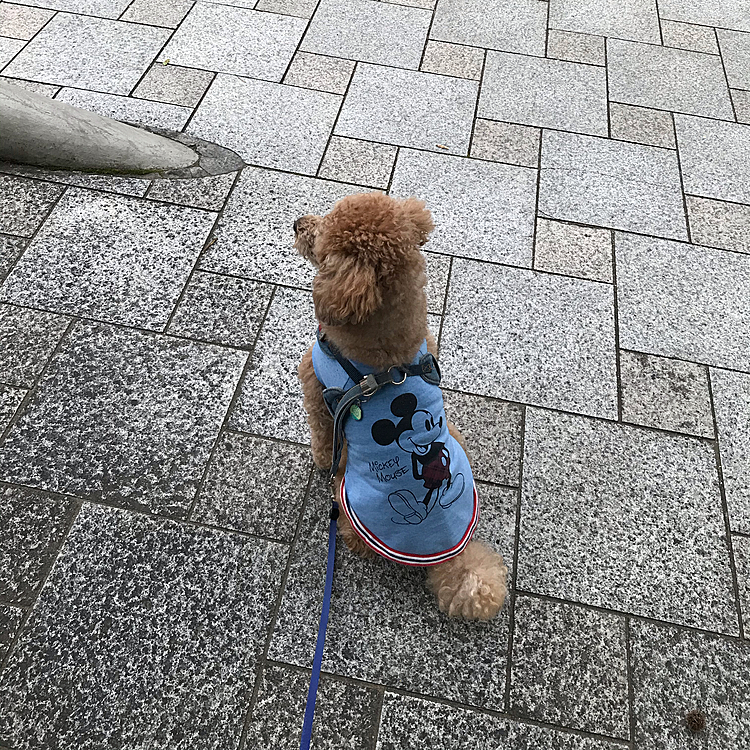 姿勢がいいですね😁
青になったらダッシュ決めます💨