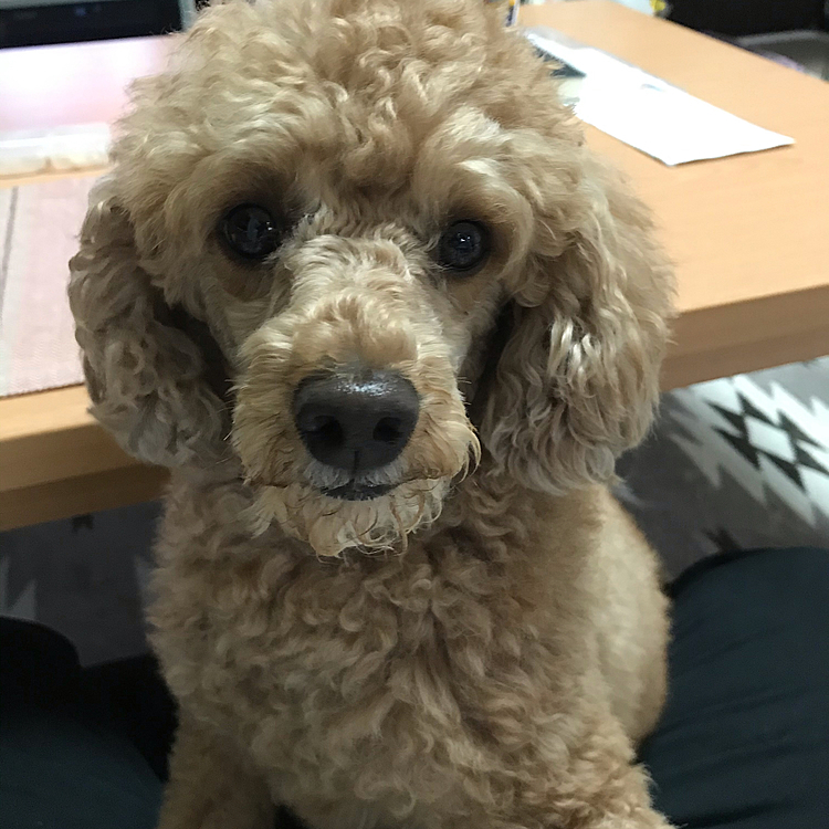 母ちゃんがヨーグルト食べてるのを欲しがるアラシ🤣ガン見してます😁カイカイが出るからダメよ😞