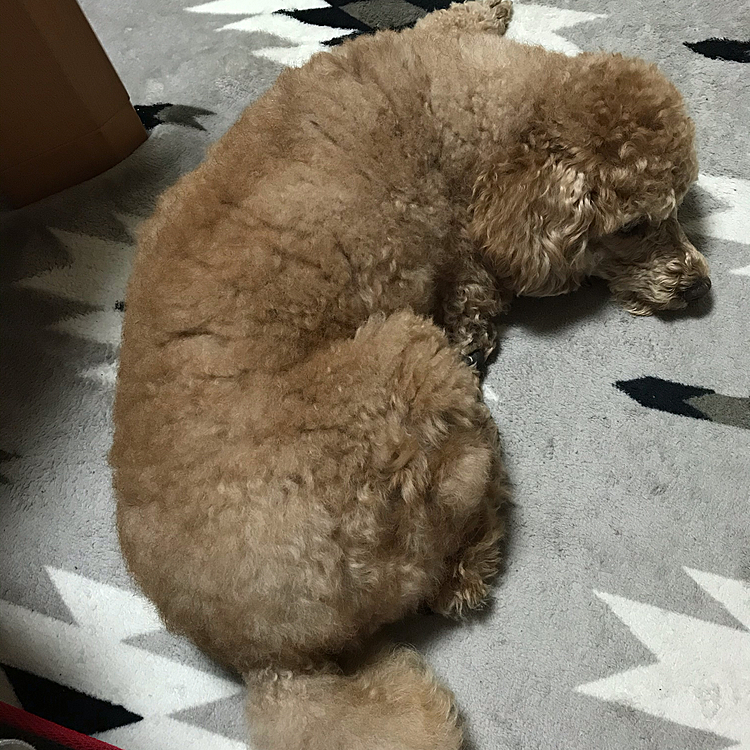昨日の夜遊んだ後、疲れて私の横で休んで、しれっとすかしっぺするアラシ😖めっちゃ臭い。ウンチもれたんちゃうか？ってくらいくっさいおならして、当人はこの様子です😅