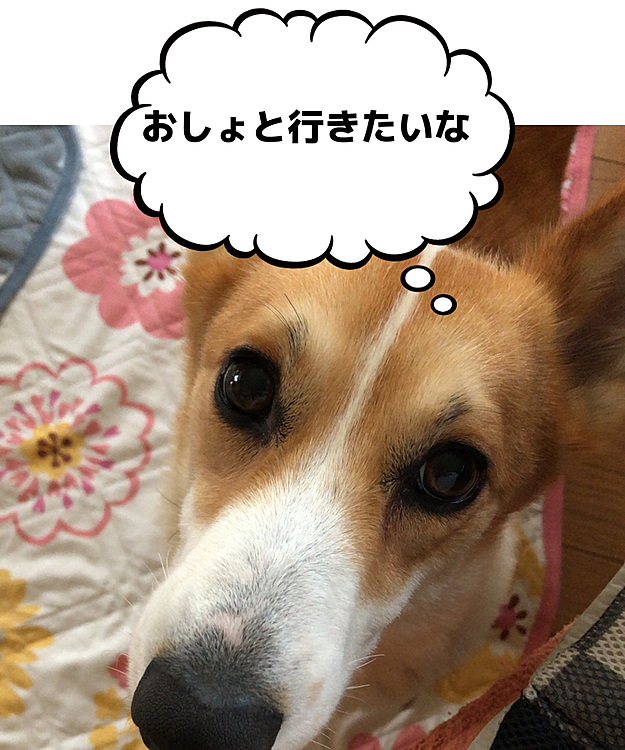 おはようでーす😃
この2日間雨で☔️朝も夕方も散歩に行けず🌀
お外に行きたいアピールと寂しい眼差し🌀