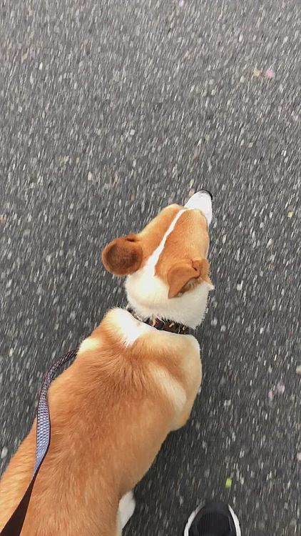 外を見たら雨が止んでたので☔️念願のお散歩へ3日ぶりに行きました😃
出だし嬉しくて早足🤣
嬉しいね😍