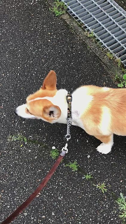 やっぱり、大きい車には攻撃的だわ💦💦💦
近所のおばさんには友好的なのに🤣笑笑
今日も元気に過ごしましょう💕