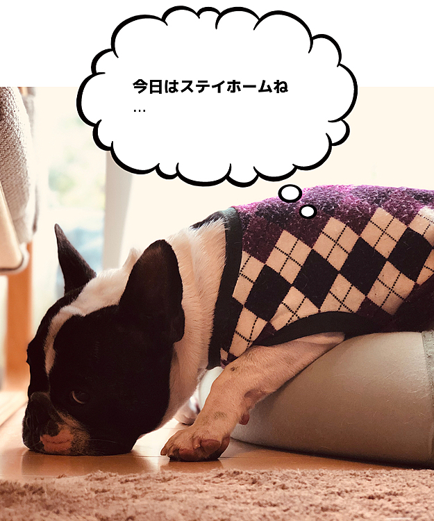 今日は小雨が降ったり止んだりの冴えない天気です。
朝は💩だけは外で出来ました😁
家でのダラダラを満喫してる様です😆