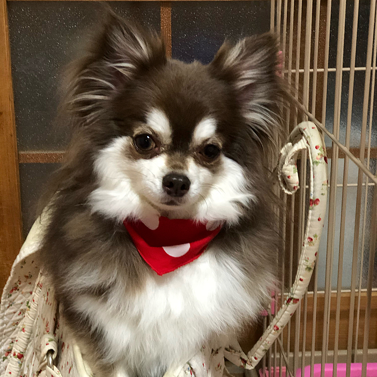 スゥちゃん、トリミングに行って来ました^ - ^

ふわふわもふもふ、更にパワーアップしました^ - ^

可愛いバンダナもつけてもらい、おすまし顔のスゥちゃんです^ - ^