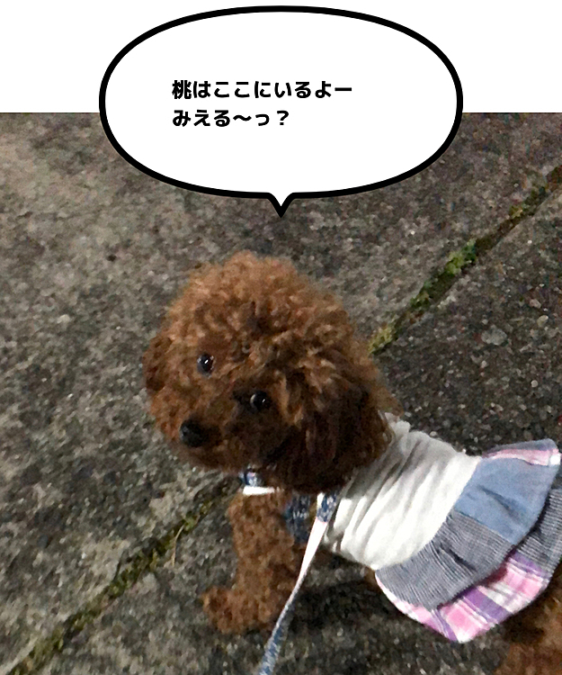 夜8時半。
桃ママまだお仕事から帰って来ません。😂
久しぶりに夜散歩行ってきました。👏👏
