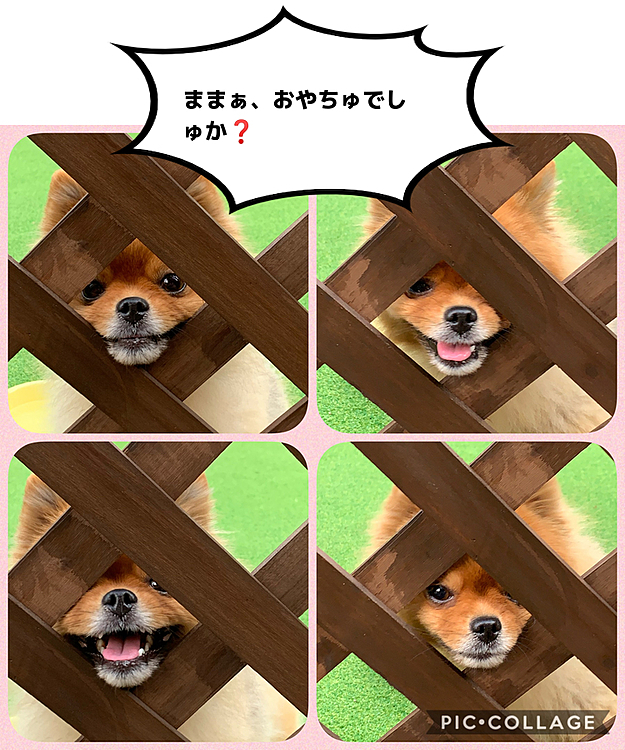 そんなところにお顔突っ込んで、待ち切れないのは分かるけど、ちょっとブチャイクだよ〜🤣