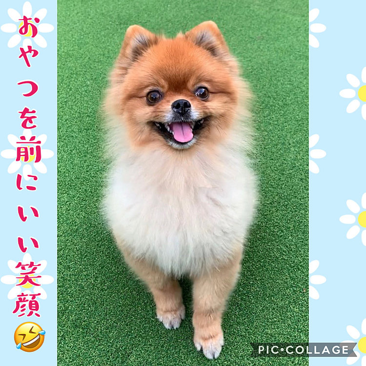 おやつ待ちに最高の笑顔100%😅