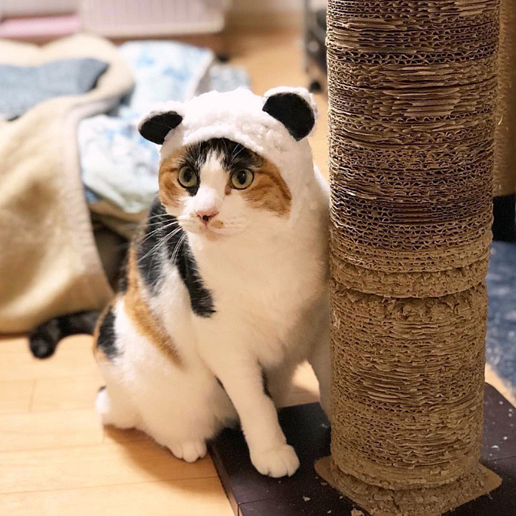 シャンシャンルビー