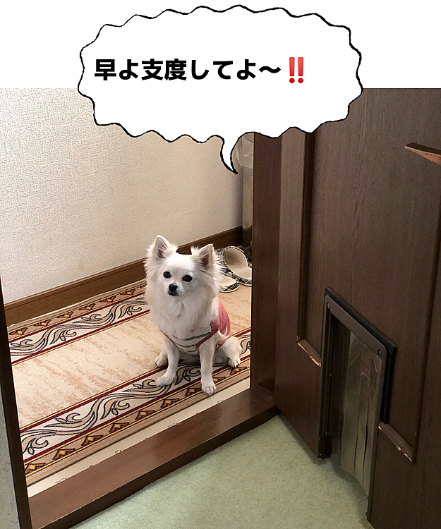 おはようございます😄
今日は代休で仕事休みなので、寝坊しました💦
小雪は準備万端で待ってます🐶
