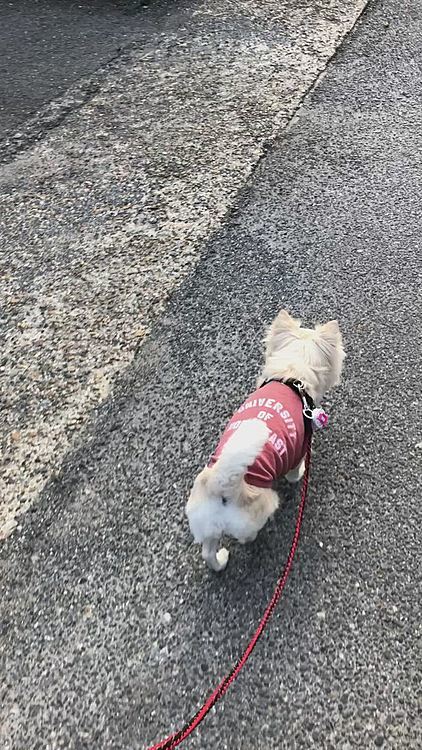 いざ、お散歩へGO💨
チャカチャカ歩いていこ〜🐾👣