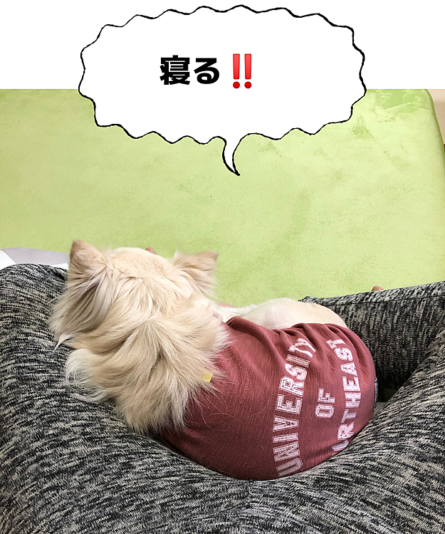 朝ん歩もしたし、また眠くなってきたらしい🐶😂
安定の定位置やね🤣