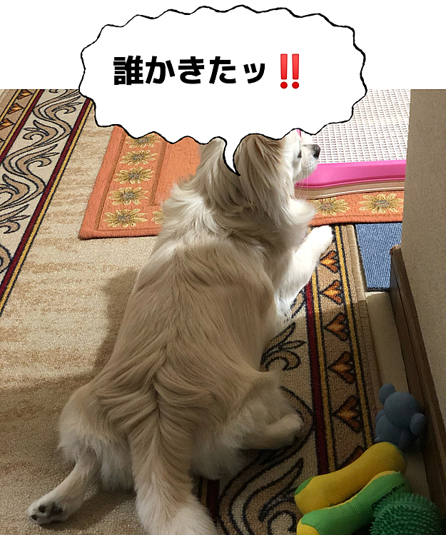 昨夜🌙
階段を上がってきたオッサン(兄)をびっくりさせようと待ち伏せ🐶