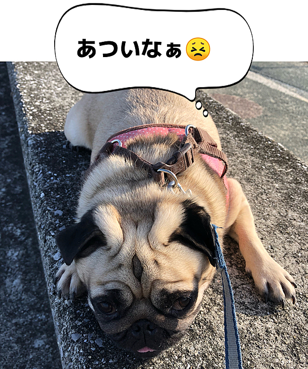 今日もグターとなってます😅💦