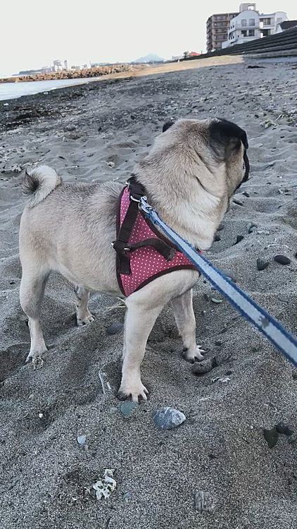 顔が砂だらけ😆